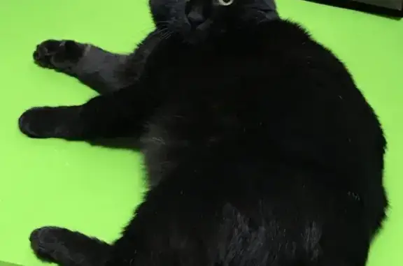 Пропала кошка Чингиз, чёрный окрас, без половины хвоста, с медицинским катетером, 4.10.2020, Вилючинск.
