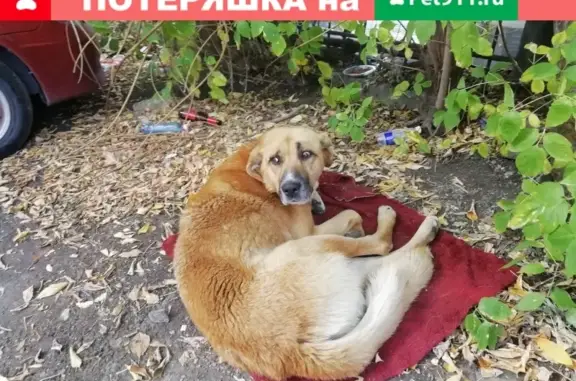 Найден крупный пес на автостоянке в Новосибирске.