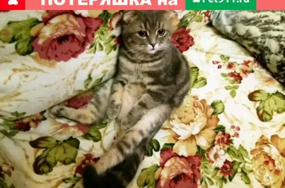 Потерянные животные Саранск, фото: Пропала кошка на ул. Сущинского, Саранск, Россия.