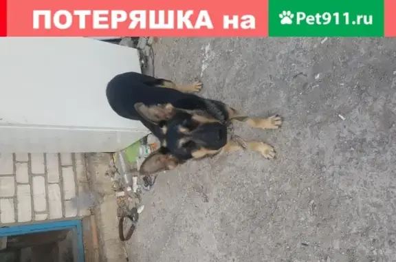 Собака породистая найдена в Шпаковском округе, Россия