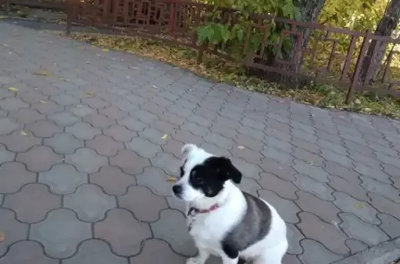 Найдена бело-черная собака возле ул. Патрис Лумумбы 19