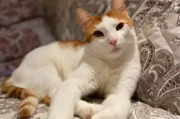 Кошки потеряшки, Санкт-Петербург, фото: Потеряшка кот Мурзик в Парголово, ул. Первого Мая 79