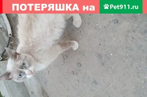 Найден кот в Астрахани, пер. 8-ой Заводской 6/111