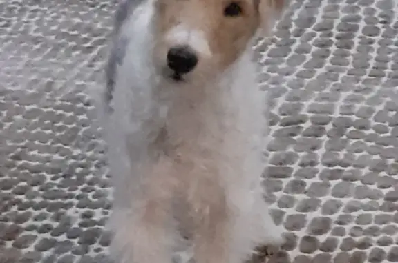 Собаки потеряшки, Липецк, фото: Потеряшка фокстерьер в Хлевенском районе Липецкой области