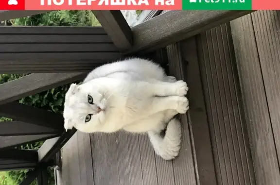 Потерянные животные Москва, фото: Пропала кошка на Абрамцевской улице (Москва)