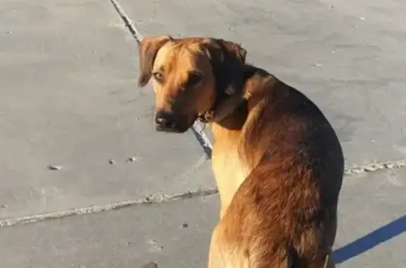 Собаки потеряшки, Калининград, фото: Потеряшка собака ТОММ в Калининградской области