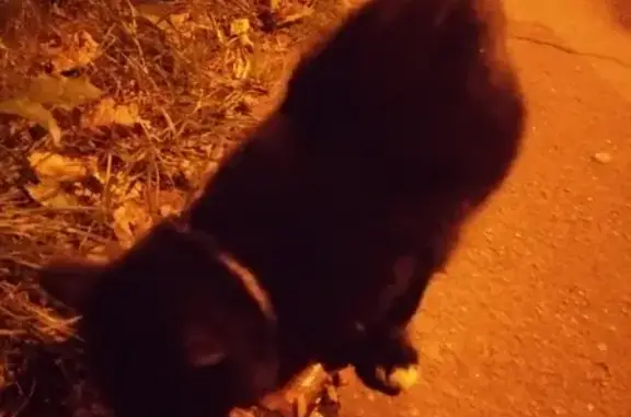 Потеряшка кошка ищет хозяев по адресу в Троицке