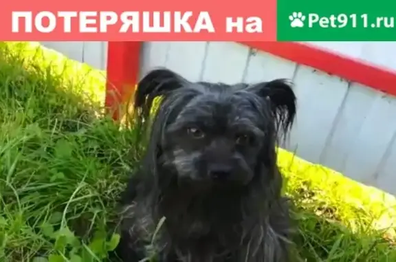 Пропала собака в деревне Лукьяново, Воскресенского района