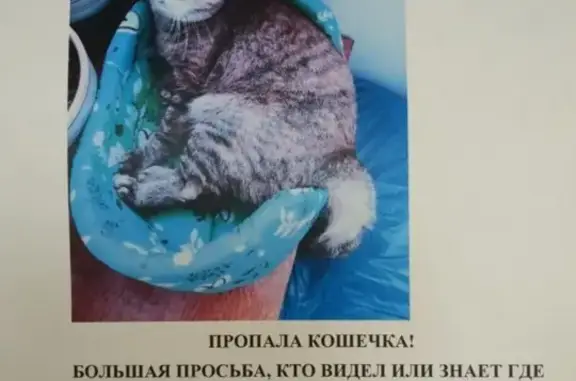 Пропала кошка на улице Советской, 10