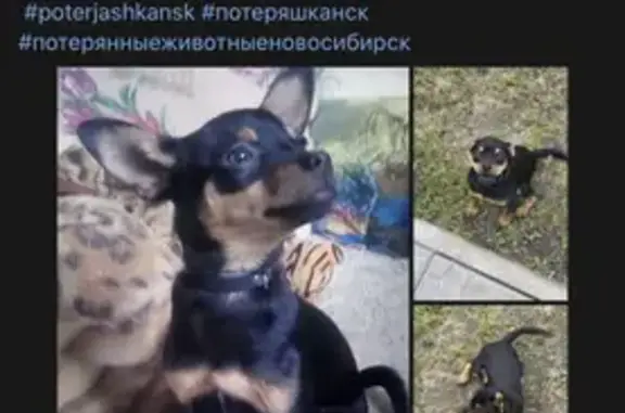 Пропала собака Мальчик той терьер в Юго-Западном районе Новосибирска
