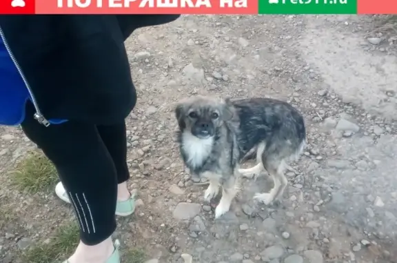 Найдена домашняя собака в Комсомольске-на-Амуре