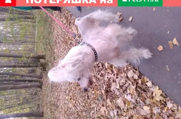 Собака Китайская хохлатая найдена в Москве на Купавенском проезде