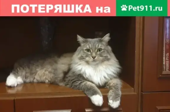 Пропала кошка Кузя, Москва, ул. Ген. Белобородова, 20.