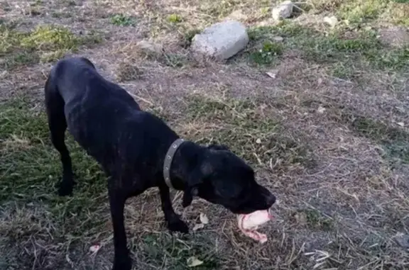 Найдена собака в Елшанках, похожа на питбуля