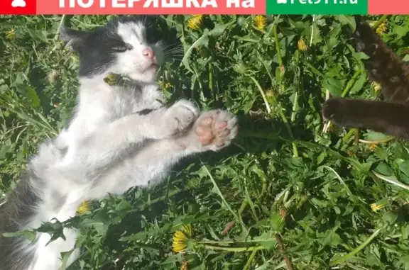 Пропал черно-белый кот в Петухово, Курганская область
