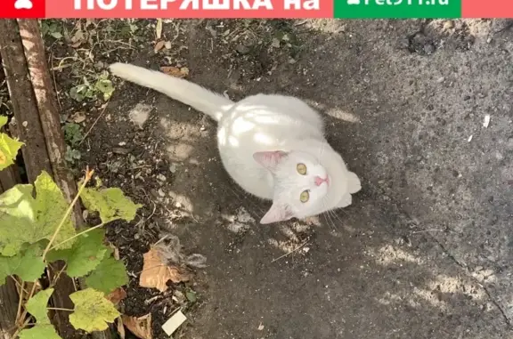 Найдена кошка на ул. Мостостроителей, 48