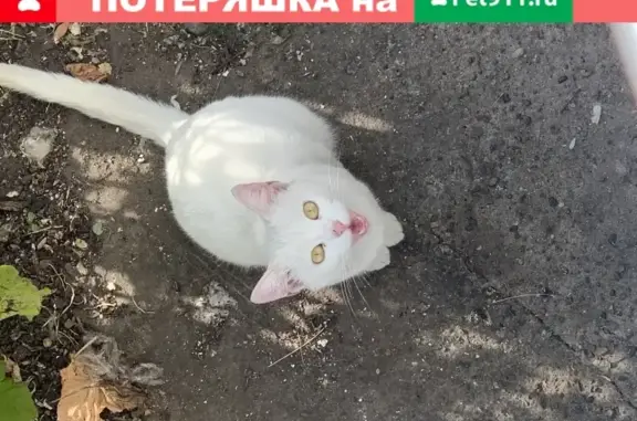 Найдена ручная кошка на улице Мостостроителей, 48