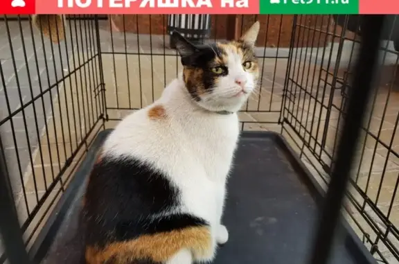 Найдена кошка на Щукинской в Москве