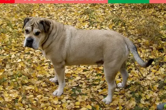 Пропала собака в Малых Дубравах, Московская область