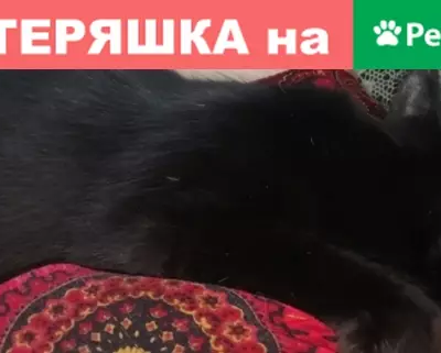 Пропала кошка Чернуша, Славянск-на-Кубани, ул. Щорса, 248