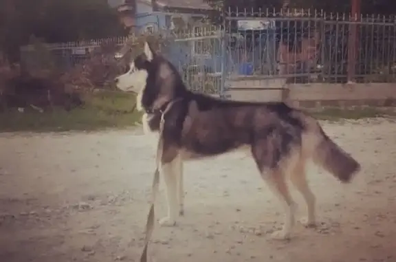 Пропала собака Джеки на улице Российская