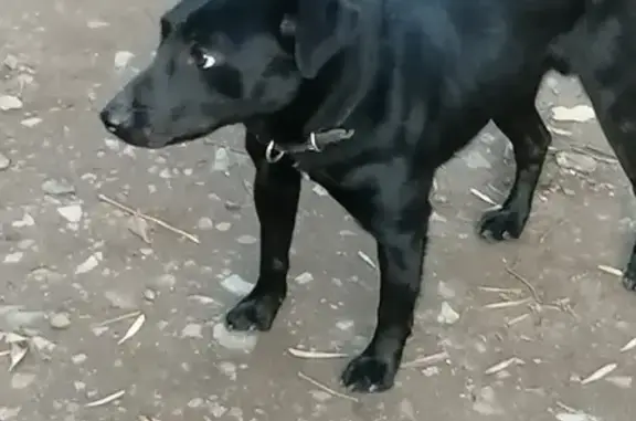 Найден щенок на ул. Мингажева в Уфе