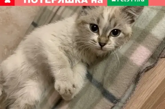 Найдена кошка-котенок около метро 
