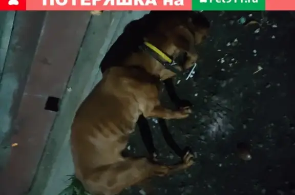 Найдена собака на улице Абеля, 17