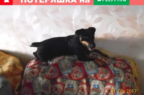 Пропала собака Ягдтерьер в Оренбурге