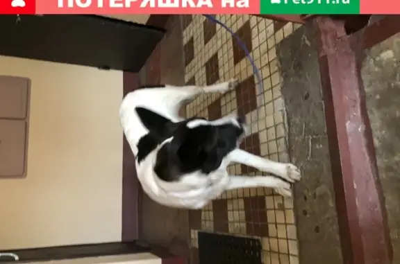 Найдена собака на ул. Пивченкова, Москва