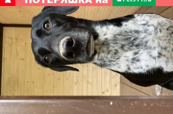 Найдена собака девочка в Балашихе