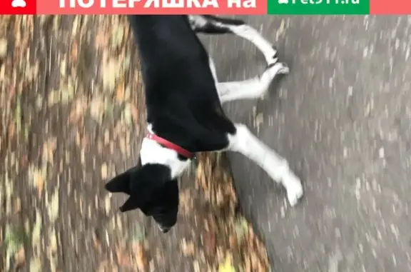 Собака бегает на 31 школе в Калининграде