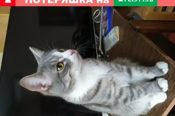 Пропала кошка в районе Астраханской 62/66, помогите найти!