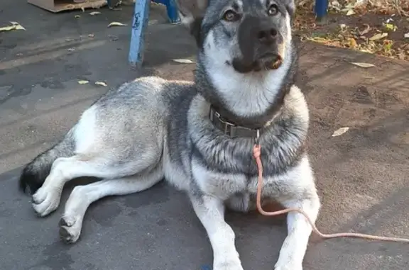 Найдена собака на улице Короленко, Москва