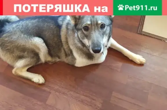 Пропала собака Найда в Сорокино, Московская область