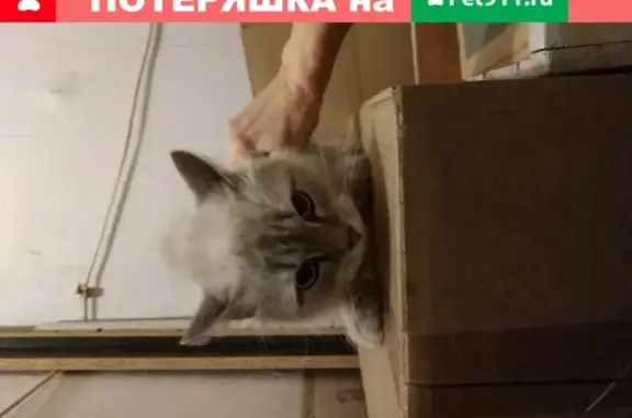 Найдена породистая кошка на Машиностроителей в Челябинске