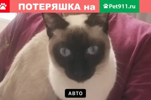 Пропала кошка Клео в Чертаново, Москва
