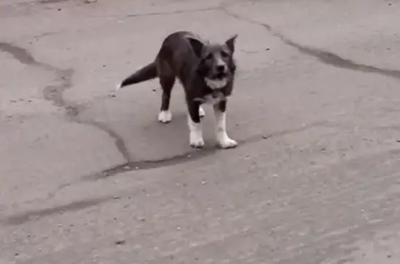 Найдена собака на ул. Ракитной, Иркутск