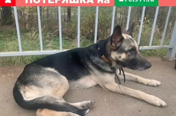 Собака найдена в Лобне, мкрн Луговая, на станции - овчарка.
