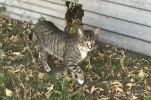 Найдена кошка около ТЦ 