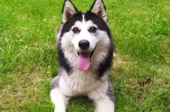 Собаки потеряшки, Нижний Новгород, фото: Потеряшка собака Хаски в деревне Фроловское, Нижегородская область
