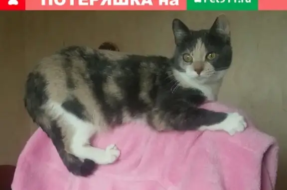 Пропала кошка в новой Москве, поселение Новофедоровское.