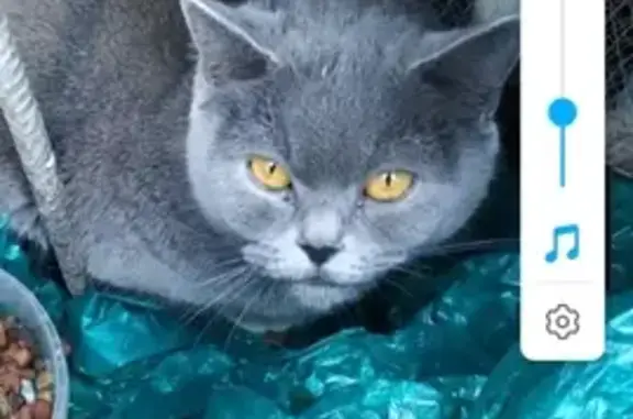 Кошка найдена на ул. Содружества в Ростове