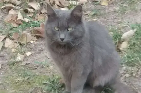 Найдена кошка на Дмитровском шоссе, 5к1