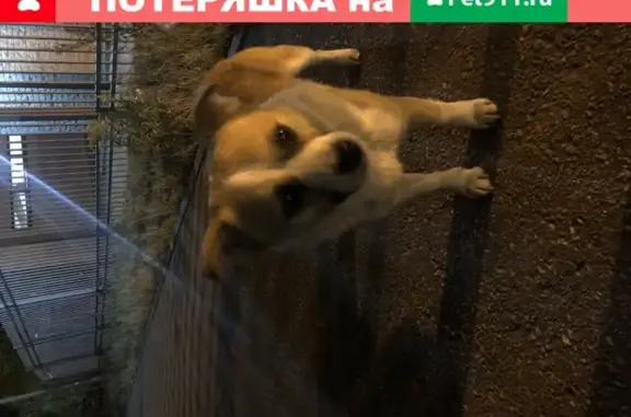 Найдена собака на улице Родионова, Нижний Новгород