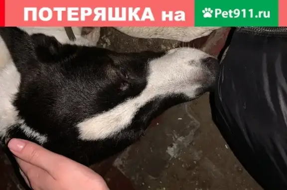 Потеряшка собака в Очаково-Матвеевской, Москва