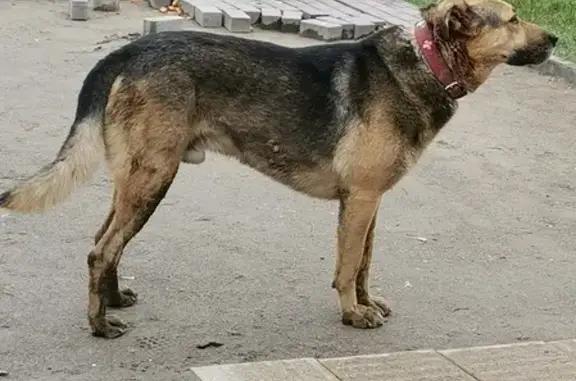 Собака возле метро Технопарк на Мустая Карима