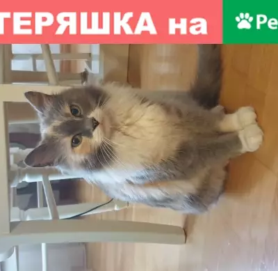 Найдена кошка на ул. Островитянова