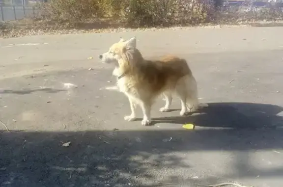Найдена собака у светофора в Ульяновске