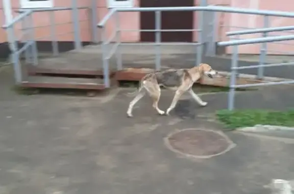 Найдена охотничья собака в Веризино, ищет хозяина